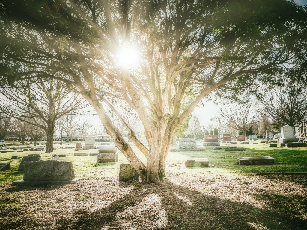 Un arbre dans un cimetière avec le soleil qui brille à travers lui.